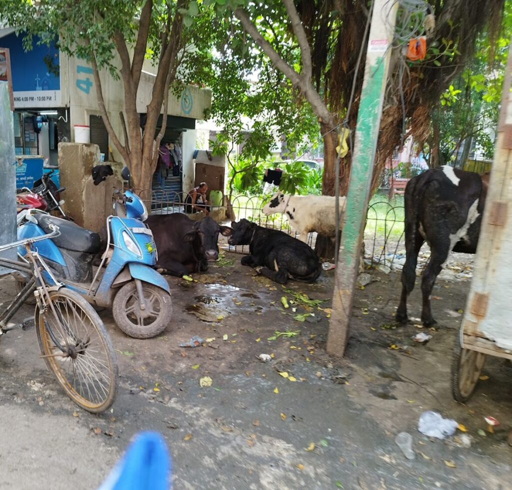 インドの道端にいる牛